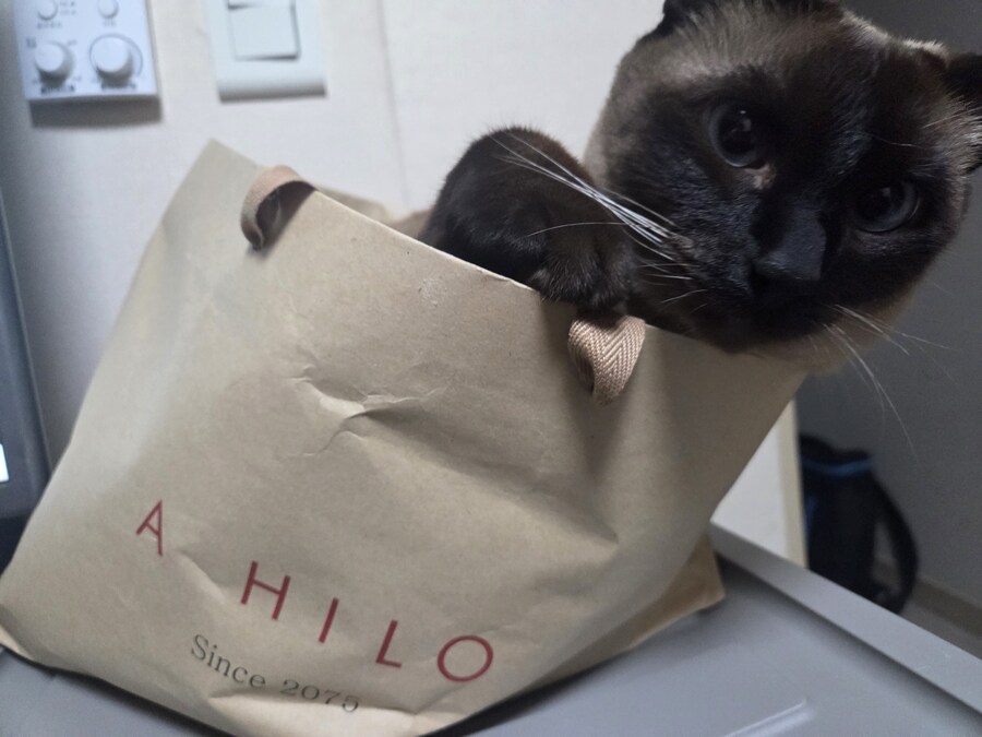 집사가 심심해하니까 재주 부리는 고앵이_1.jpg