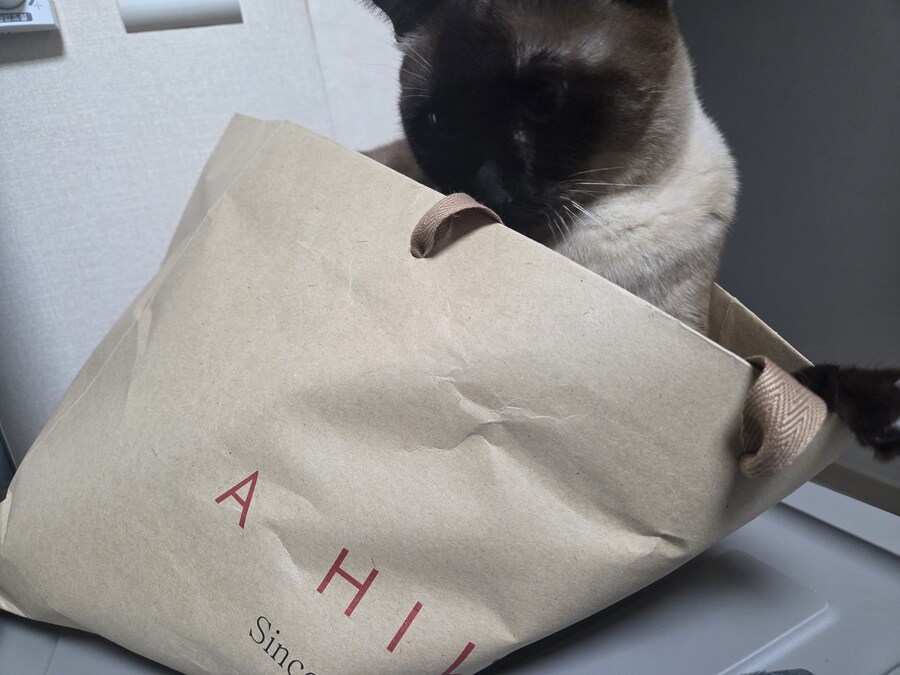 집사가 심심해하니까 재주 부리는 고앵이_5.jpg