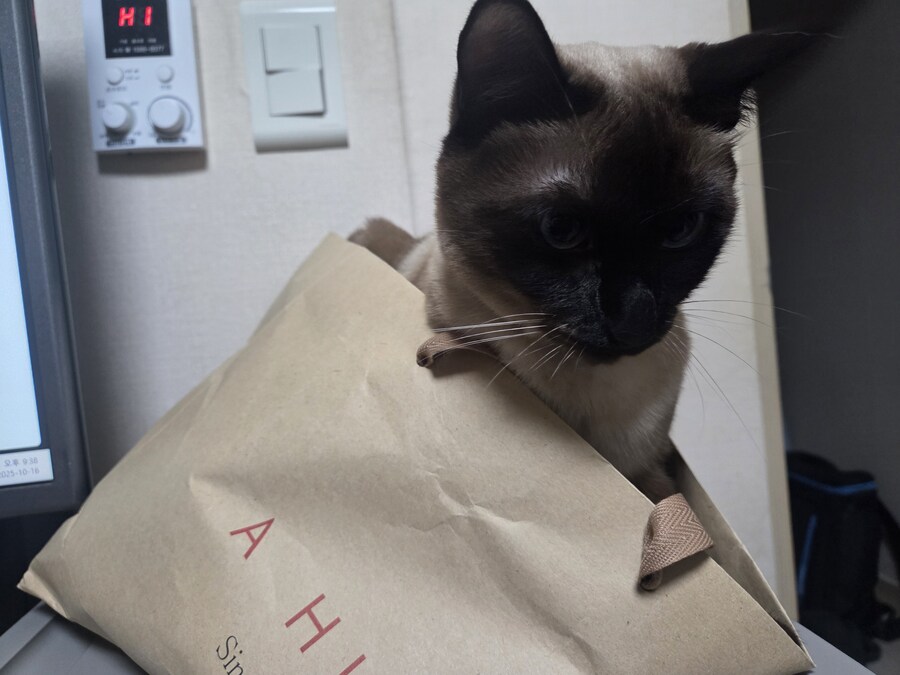 집사가 심심해하니까 재주 부리는 고앵이_7.jpg