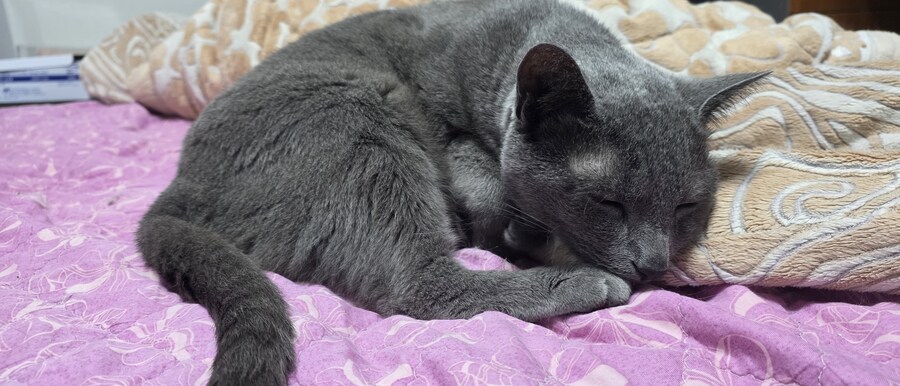 아픈 냥이들과 자금난_1.jpg