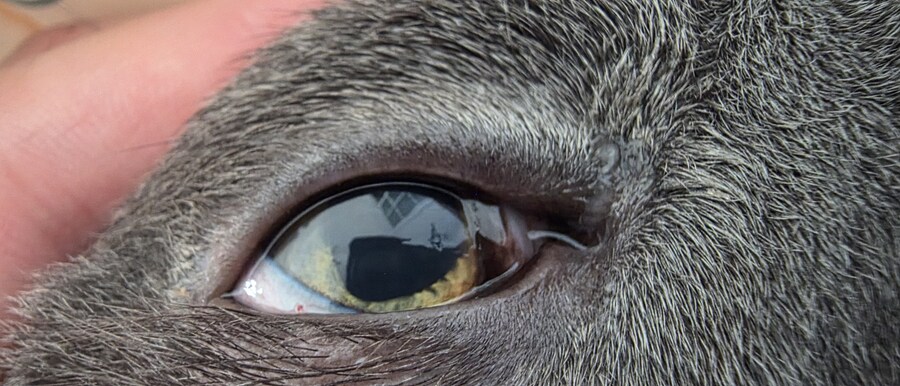 아픈 냥이들과 자금난_3.jpg