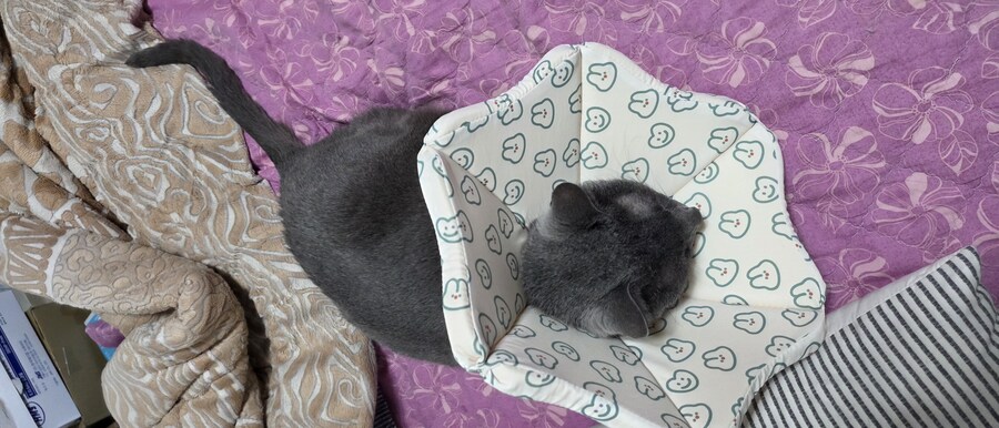 아픈 냥이들과 자금난_4.jpg