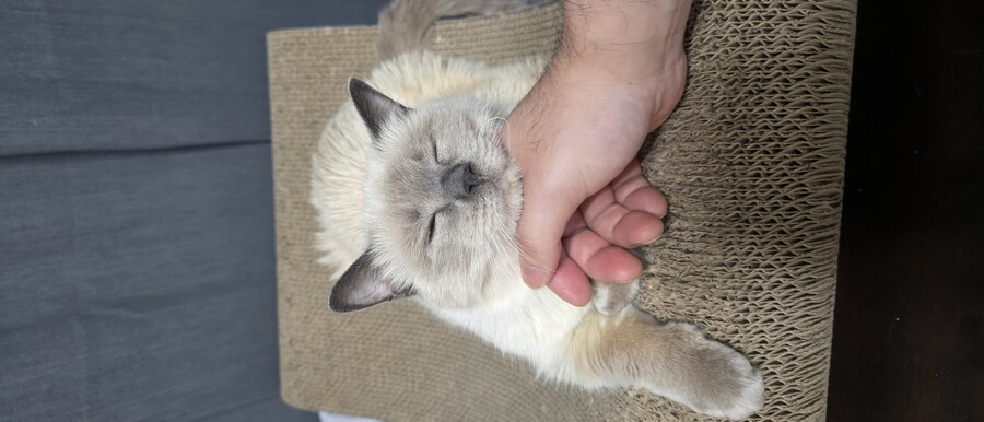 아픈 냥이들과 자금난_7.jpg