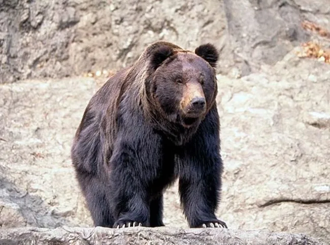 반달곰을 쉽게 봐선 안되는 이유 (일본 곰습격 사고)_3.webp