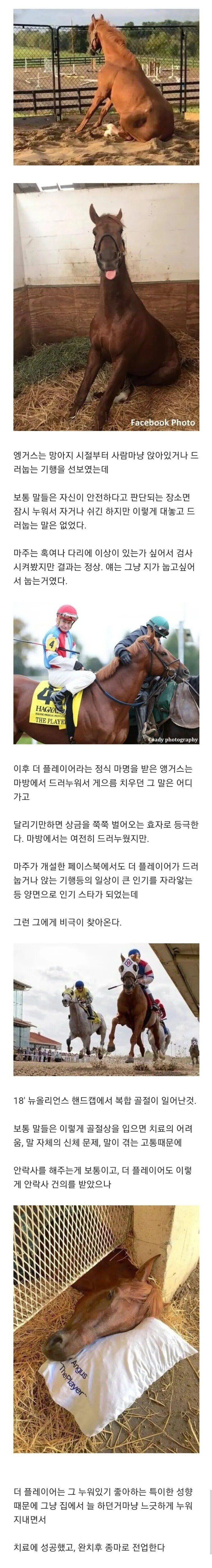 누워서 쉬는 취미 덕분에 안락사를 피하고 살아남은 명마.jpg_1.jpg
