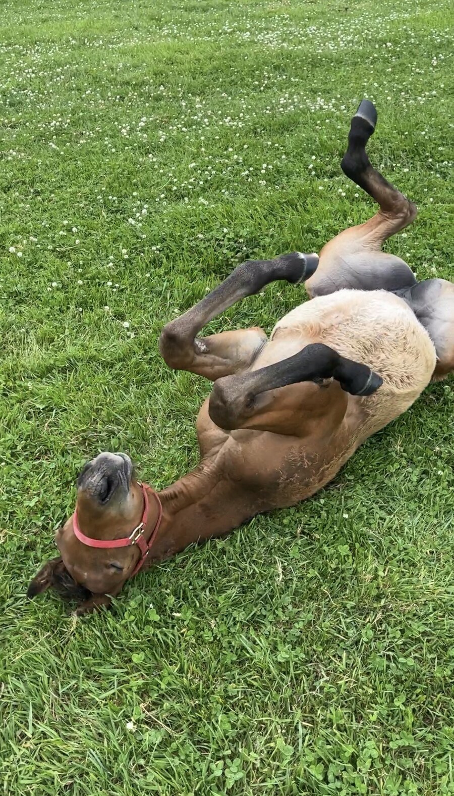 경마)마메 예측한대로 꼴등이구나_1.jpg