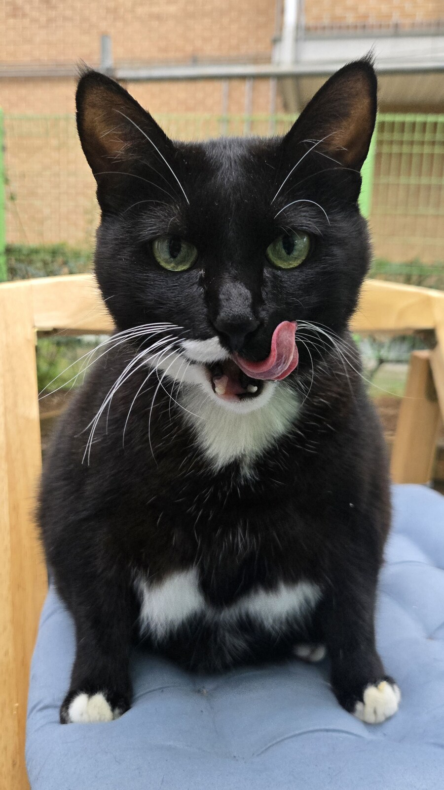 야옹이랑 먹는 양념돈설구이_47.jpg