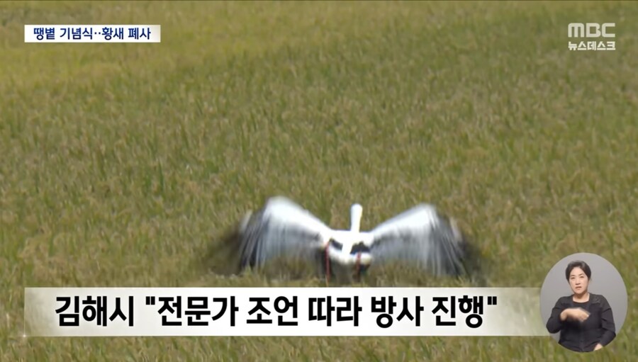 기념식 때문에 천연기념물 황새 폐사 시켜버린 김해시 레전드 ㅋㅋㅋㅋ_13.jpg