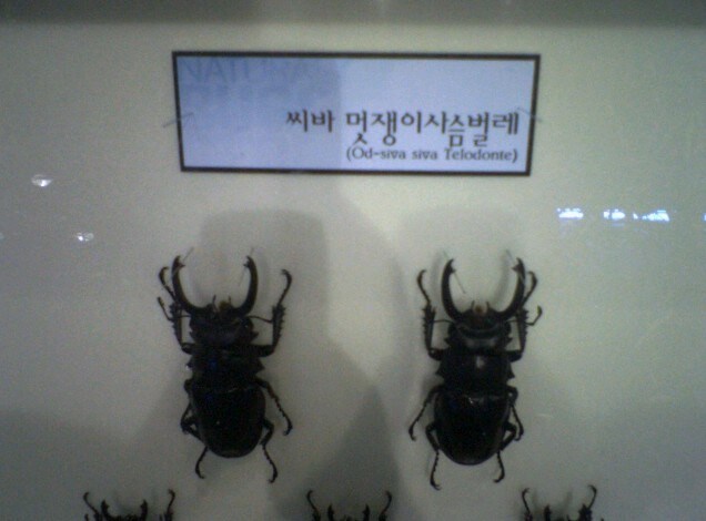 씨바 멋쟁이 사슴벌레_1.jpg