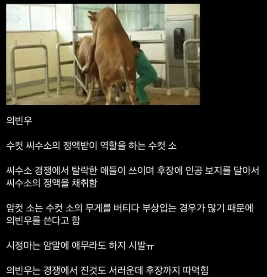 2등이된 씨수소는 암컷역할을한다_1.webp