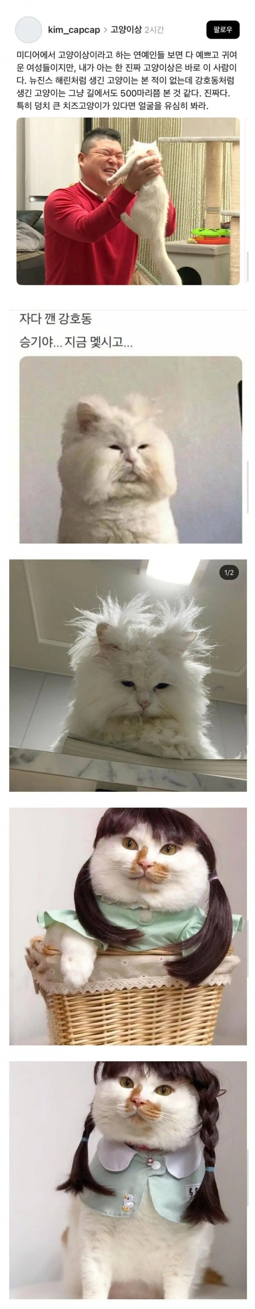 반박 할 수 없는 고양이상 연예인_1.jpg