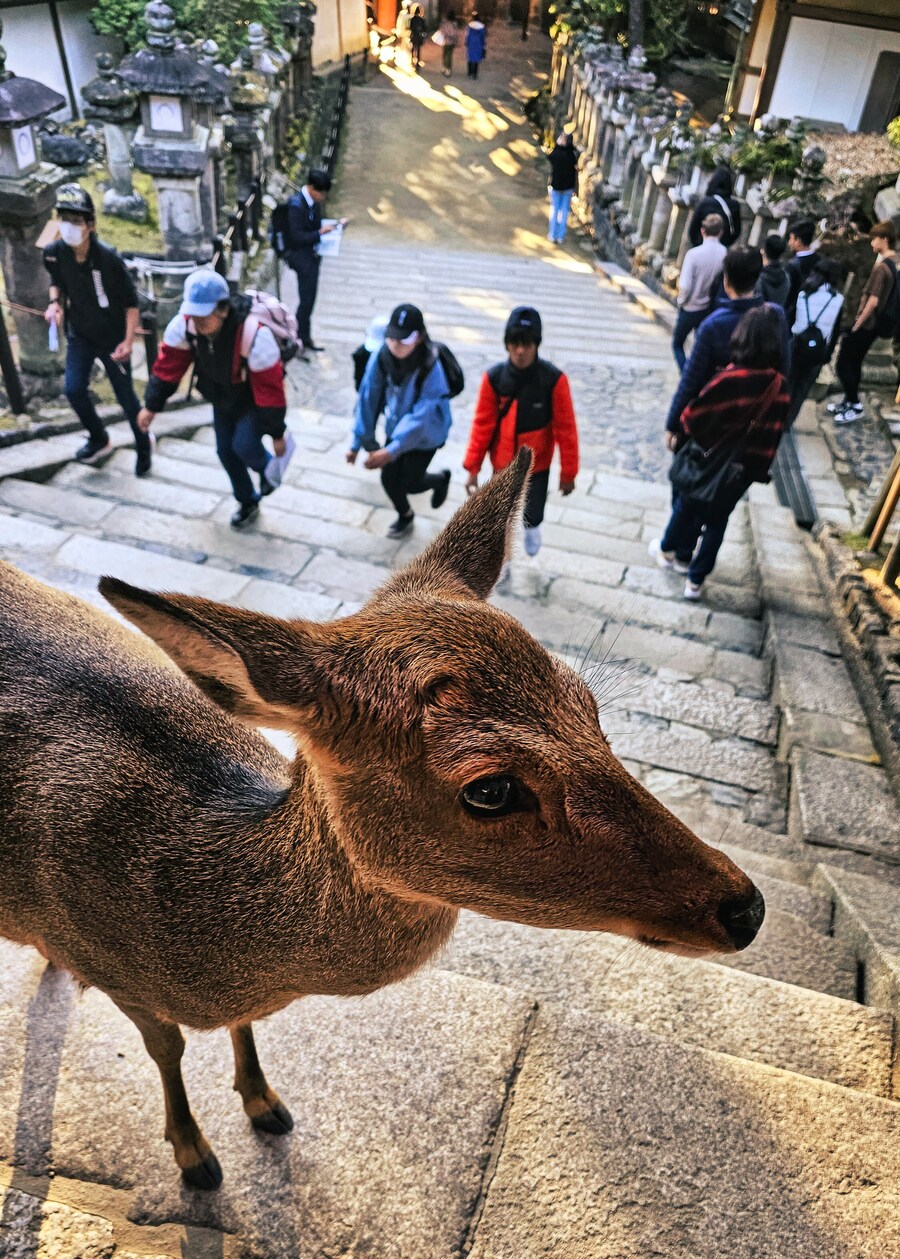 [스압초주의] " 간사이 오사카, 고베, 교토, 나라 여행 일기... "_195.jpg