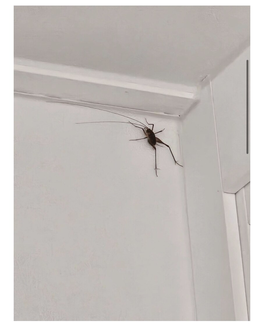 혐) 혹시 이거 곱등이니?.._2.jpg