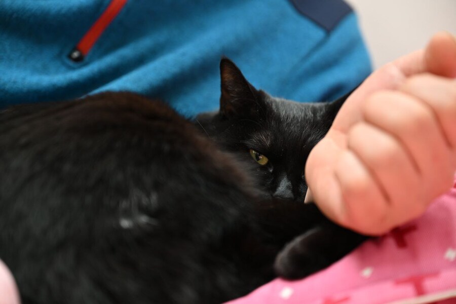 괭이 키우면 밤에 보게되는 모습_10.jpg