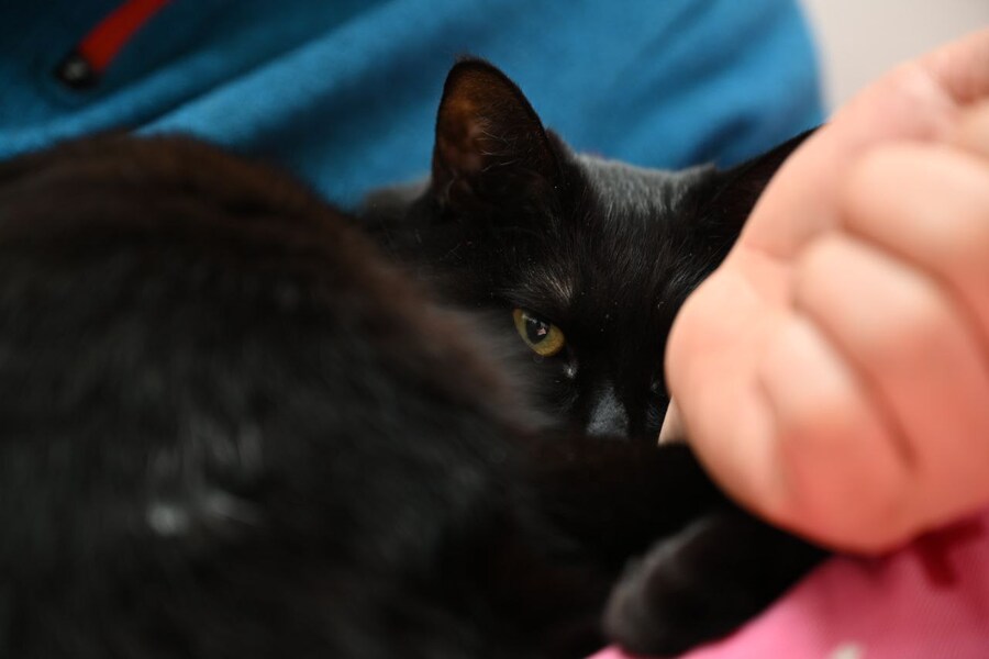 괭이 키우면 밤에 보게되는 모습_11.jpg