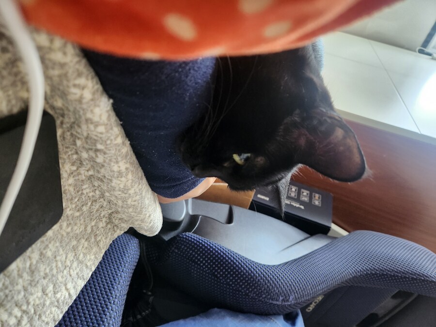 괭이 키우면 밤에 보게되는 모습_19.jpg