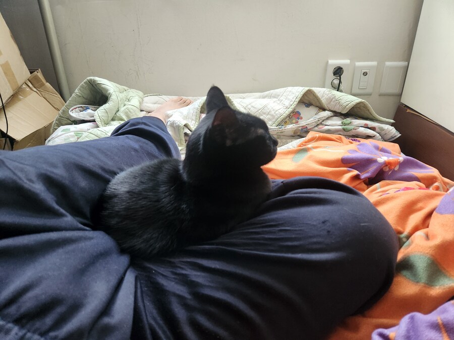 괭이 키우면 밤에 보게되는 모습_20.jpg