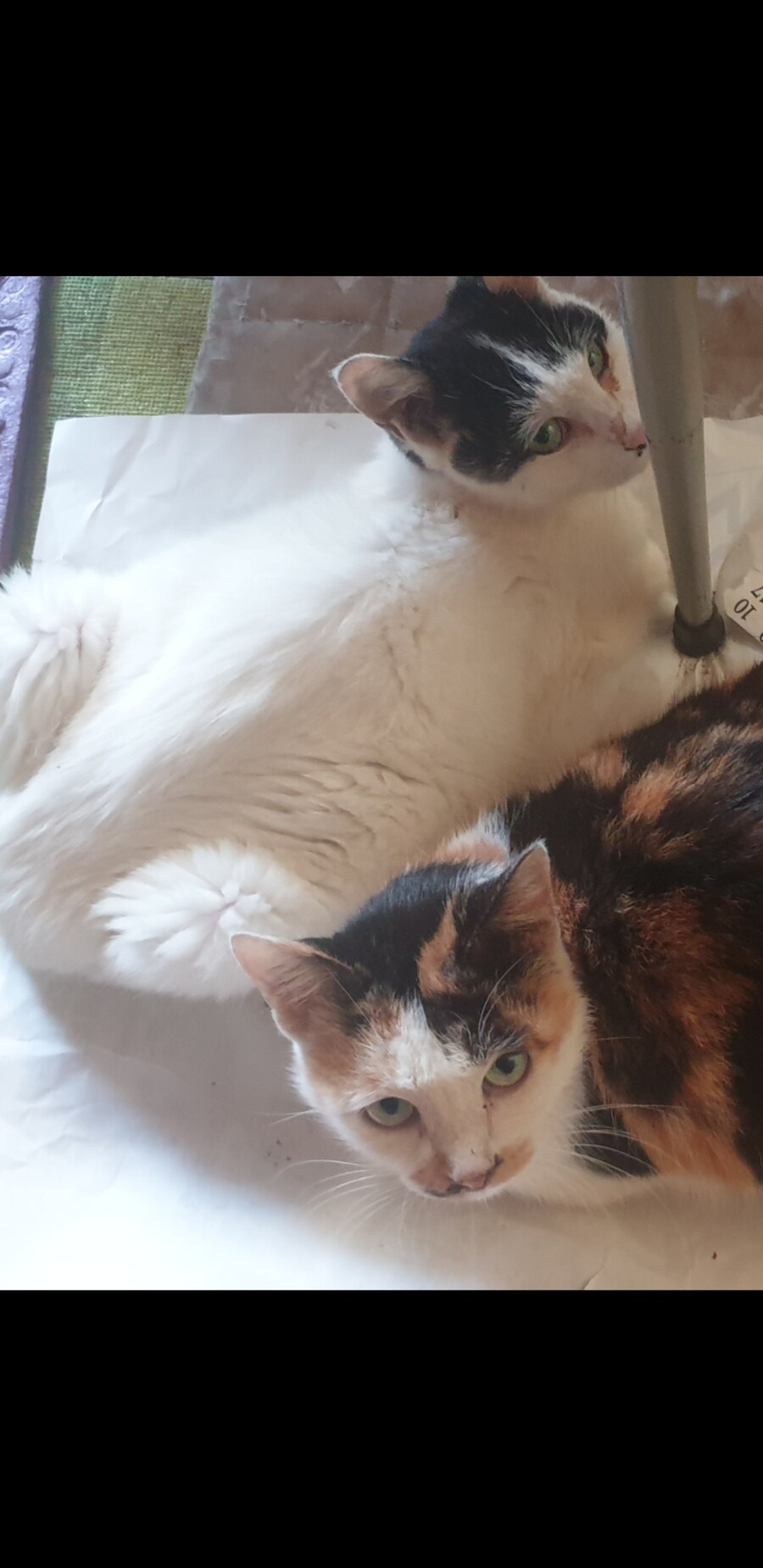 저의 첫번째 냥이가 무지개 다리를 건너갔습니다._2.jpg