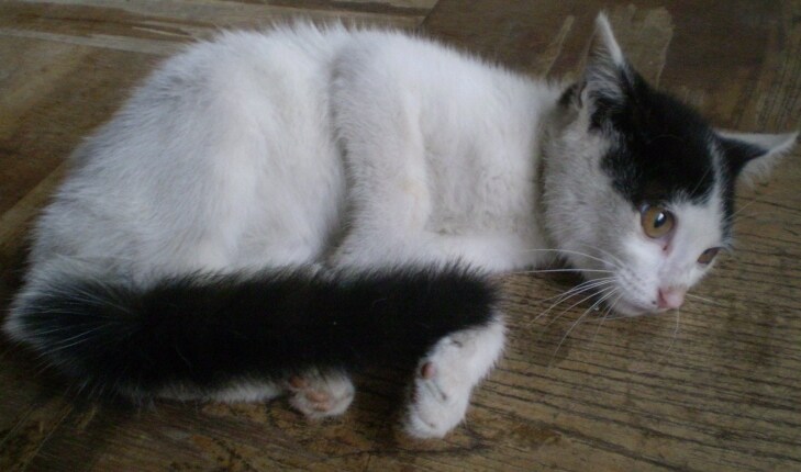 저의 첫번째 냥이가 무지개 다리를 건너갔습니다._3.jpg