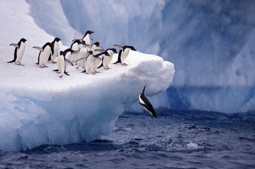 오늘의상식) 퍼스트 펭귄_2.jpg