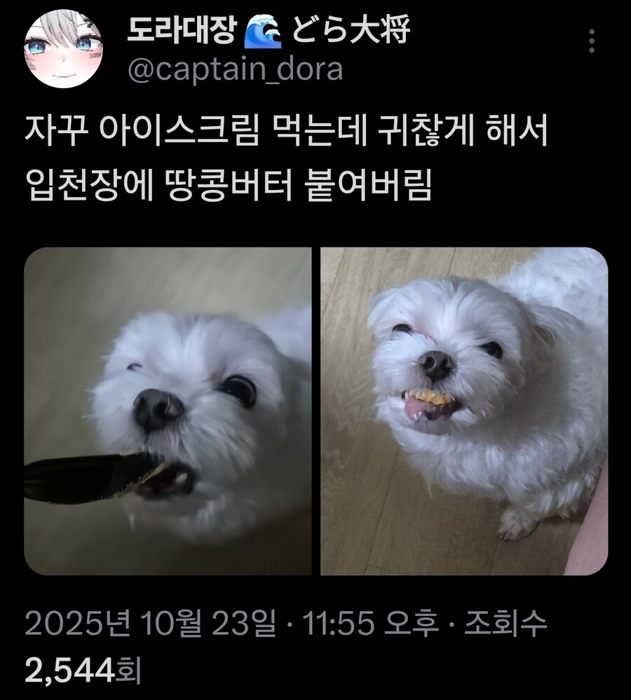 버튜버)도라 대장네 멍멍이 근황_1.jpg