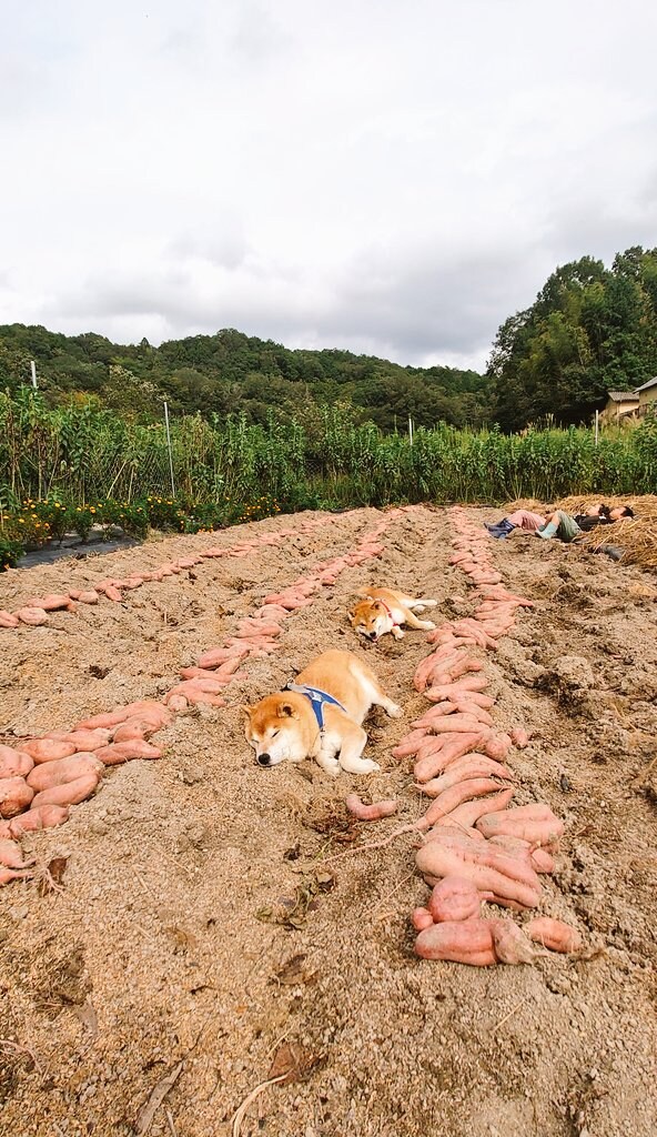 고구마밭에서 수확할 수 있는 것.jpg_1.jpg