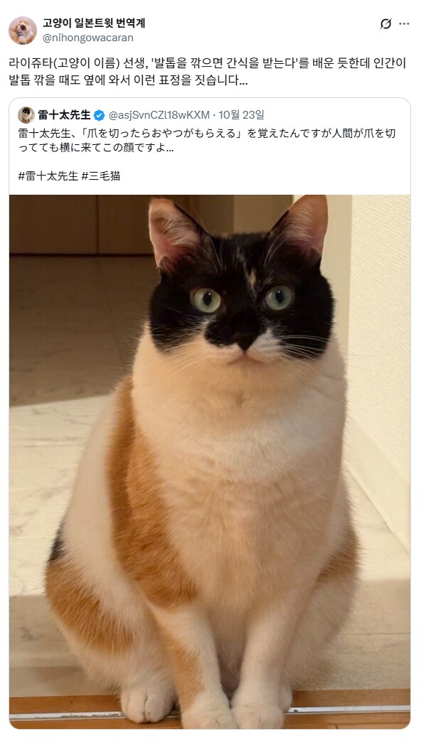 발톱 깎으면 간식먹는다고 학습한 고양이.jpg_1.png