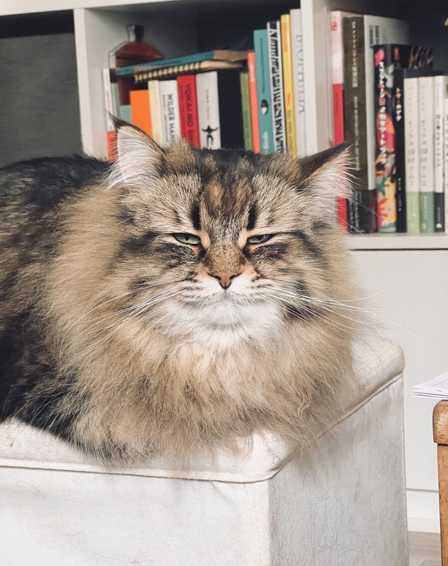 매우 졸린 고양이의 눈빛🐈_1.jpg