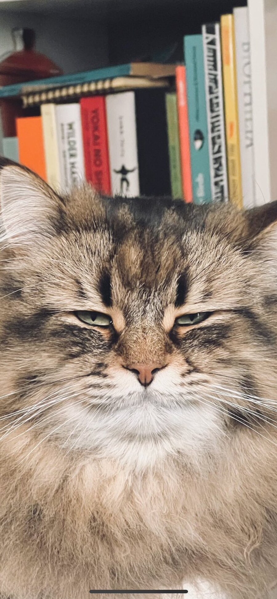 매우 졸린 고양이의 눈빛🐈_2.jpg