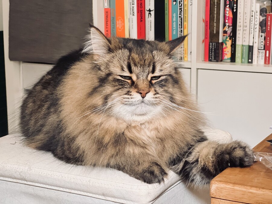 매우 졸린 고양이의 눈빛🐈_3.jpg