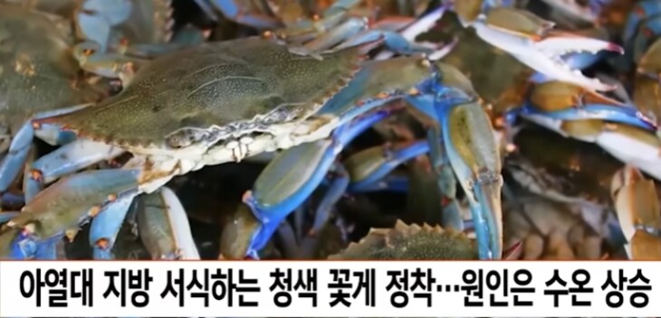 푸른 꽃게 한국에도 나오나?_1.png