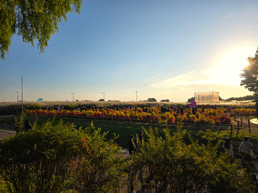 서울억새축제 (스압주의)_22.png