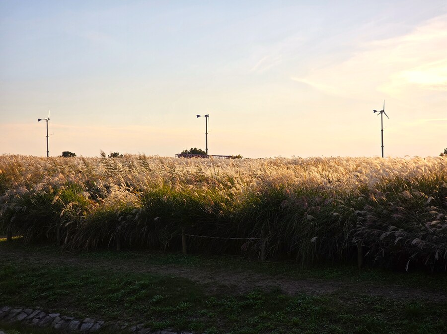 서울억새축제 (스압주의)_23.png