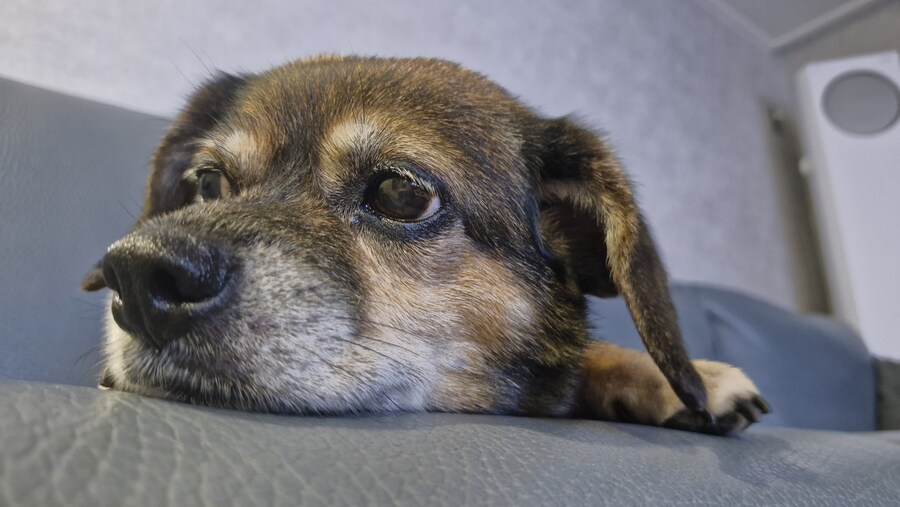 충격)사람에게 학대당한 강아지_1.jpg