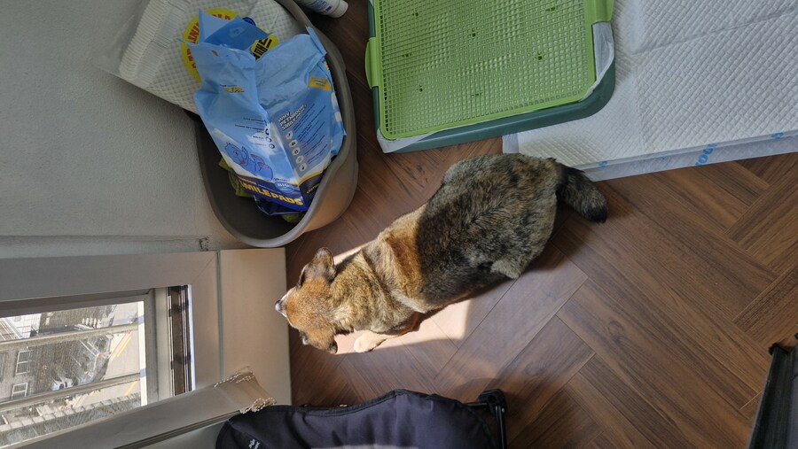 충격)사람에게 학대당한 강아지_4.jpg