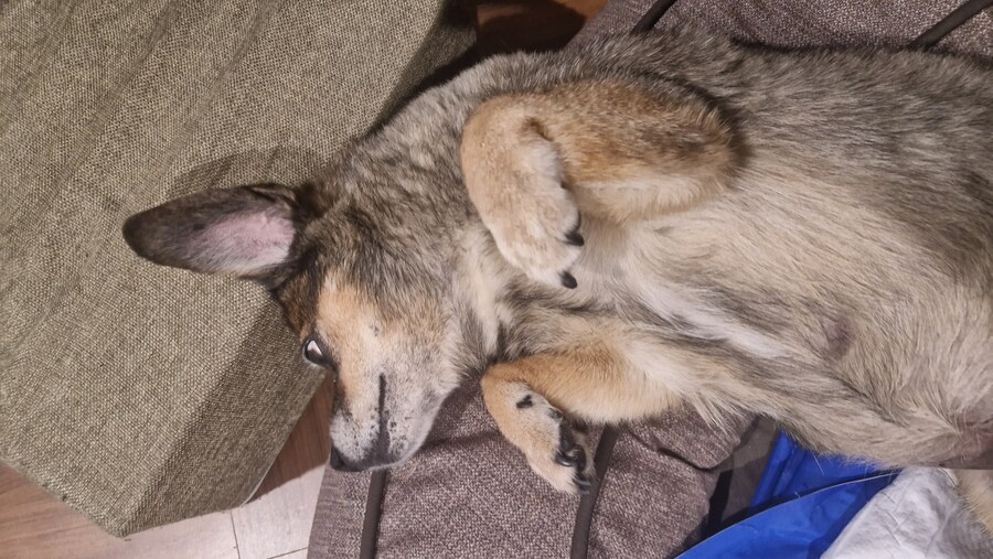 충격)사람에게 학대당한 강아지_9.jpg