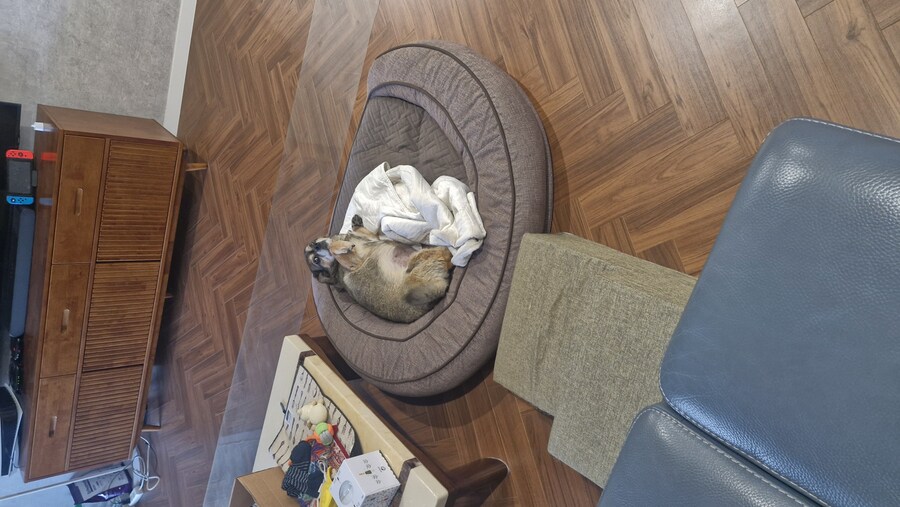 충격)사람에게 학대당한 강아지_10.jpg