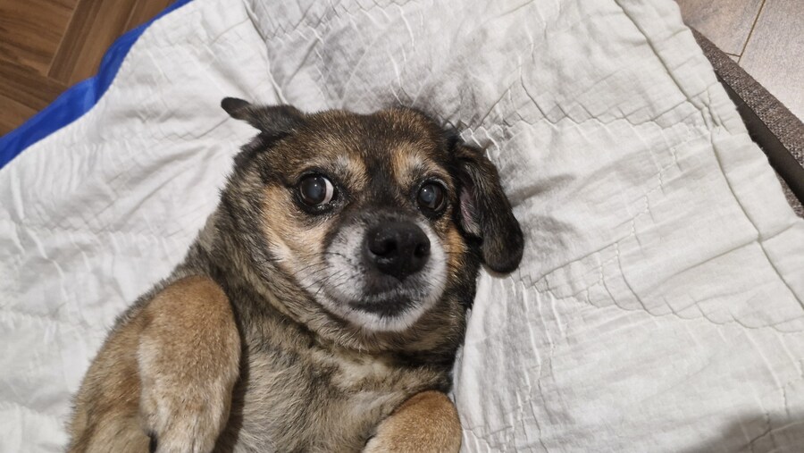 충격)사람에게 학대당한 강아지_17.jpg