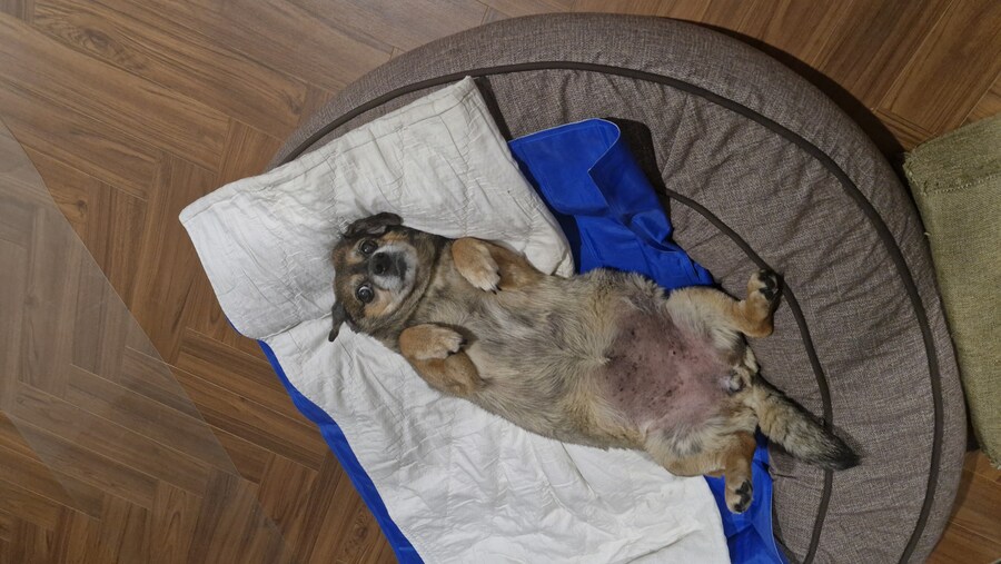 충격)사람에게 학대당한 강아지_18.jpg