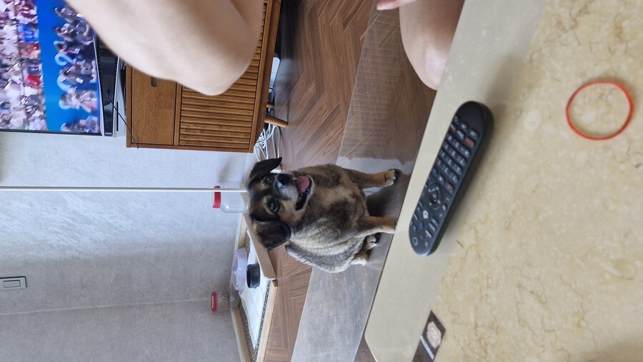 충격)사람에게 학대당한 강아지_22.jpg