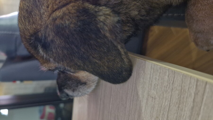 충격)사람에게 학대당한 강아지_23.jpg