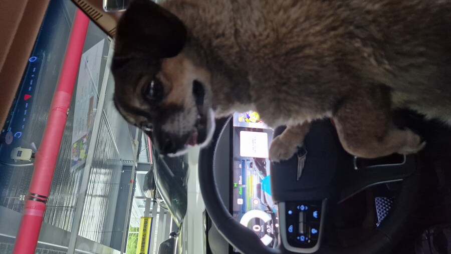 충격)사람에게 학대당한 강아지_24.jpg