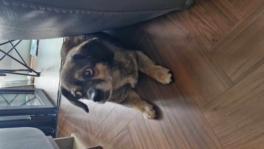 충격)사람에게 학대당한 강아지_27.jpg