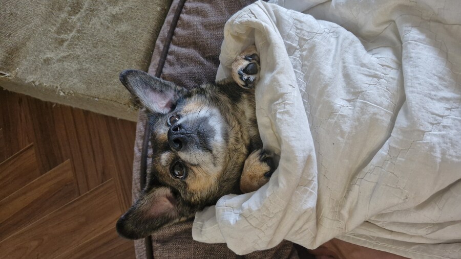 충격)사람에게 학대당한 강아지_29.jpg