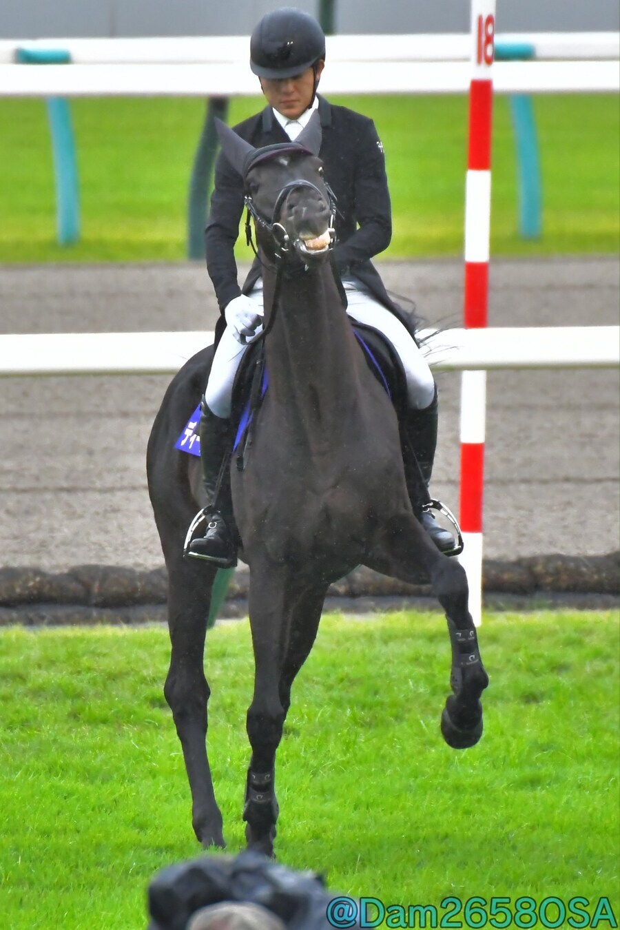 경마) 여~~국화상 구경 어서오고~_1.png