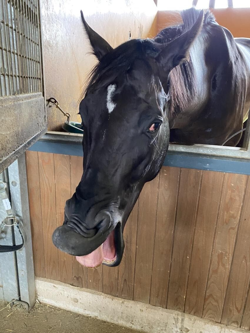 경마) 유도마가 된 딥본드 특_2.png