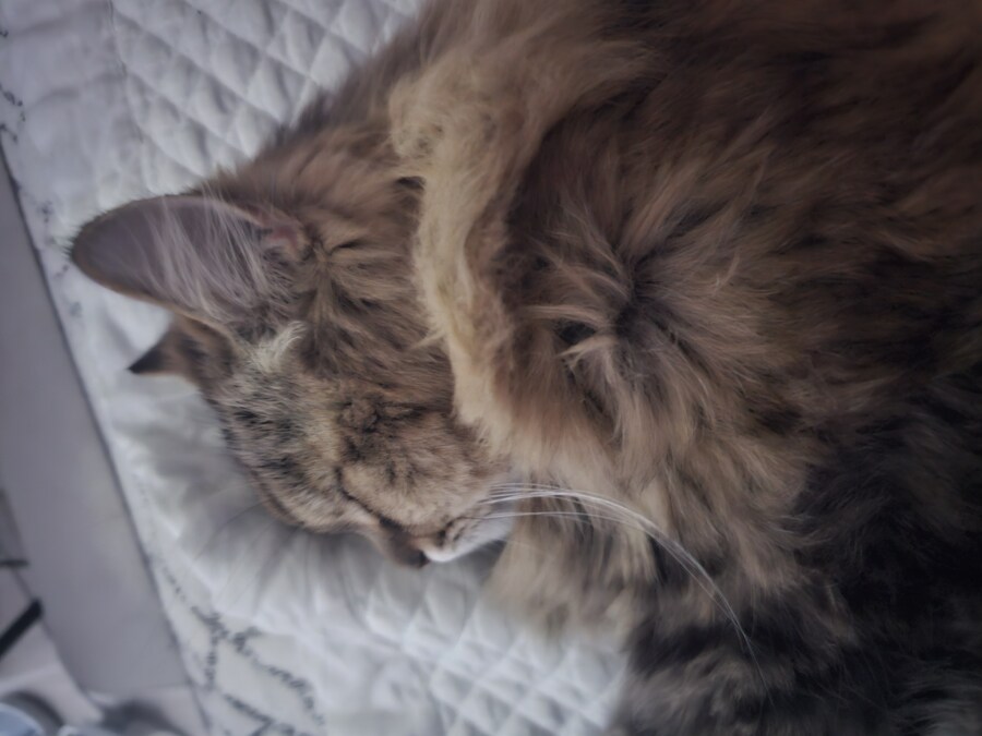 요즘 동거 코고는 소리 때문에 너무 힘들다..(인증)_1.jpg