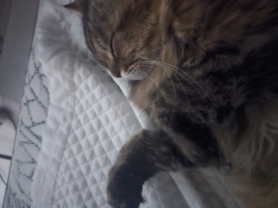 요즘 동거 코고는 소리 때문에 너무 힘들다..(인증)_4.jpg