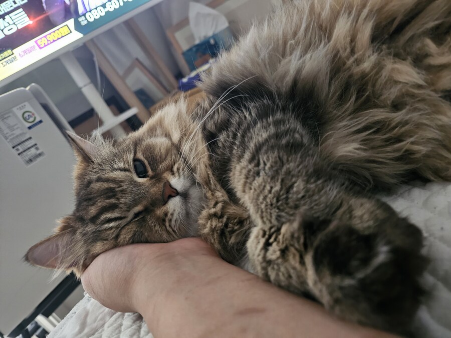 요즘 동거 코고는 소리 때문에 너무 힘들다..(인증)_6.jpg