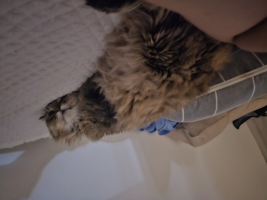 요즘 동거 코고는 소리 때문에 너무 힘들다..(인증)_13.jpg